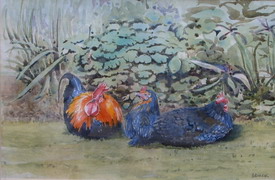 Rose Chickens, Watercolour by Brian Duck